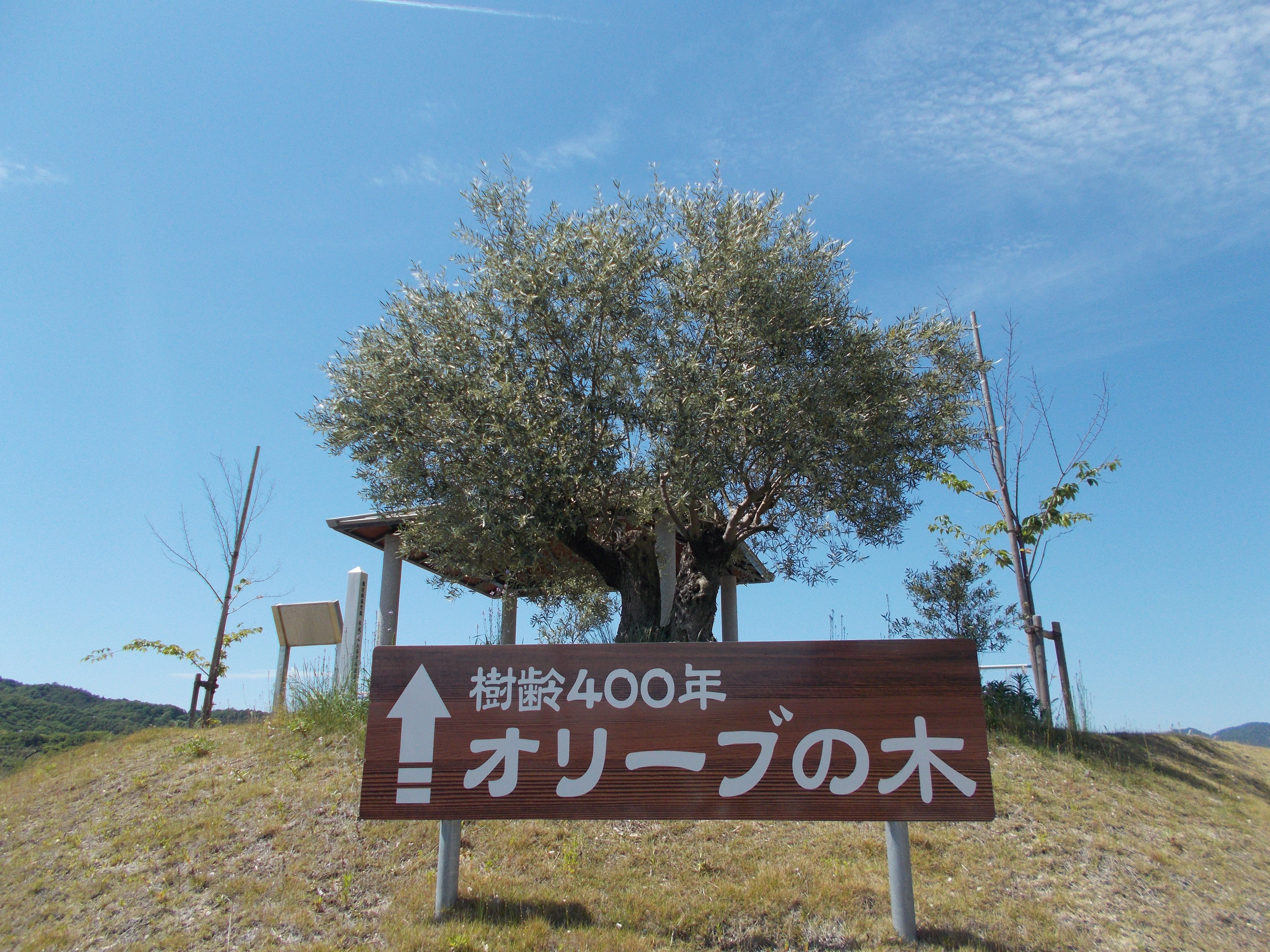 樹齢４００年と樹齢３５０年のオリーブ古木 江田島市役所ホームページ