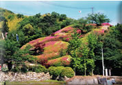 水島観光さつき園のツツジ